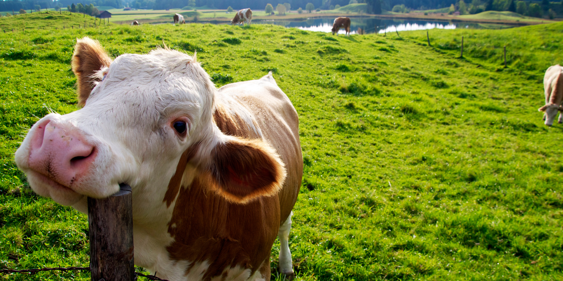 Veganism and Animal Welfare: Making a Compassionate Choice