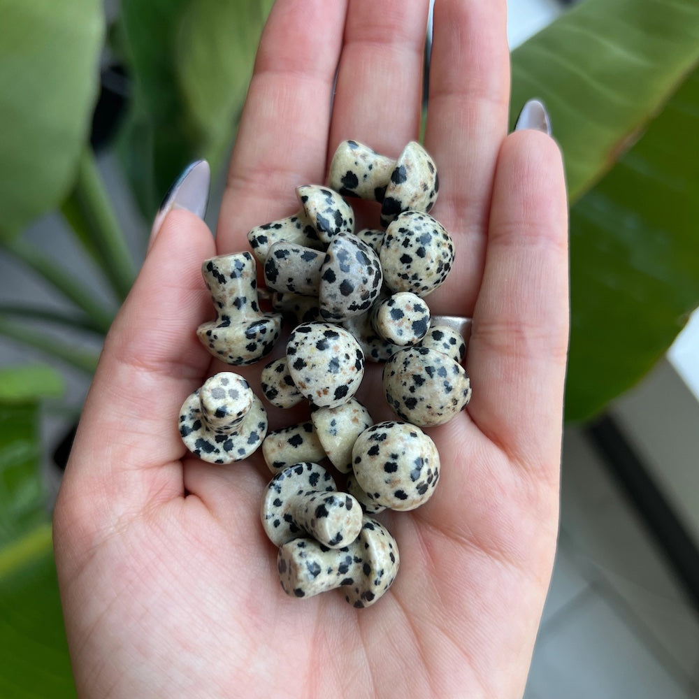 Mini Crystal Mushrooms, Dalmatian Jasper